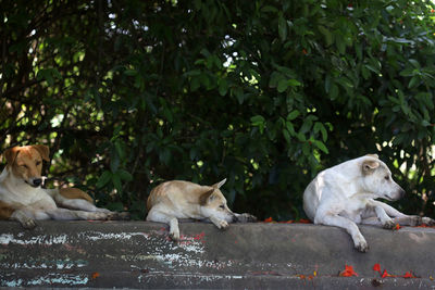 View of two dogs on tree