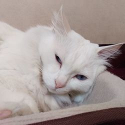 Close-up portrait of white cat sitting