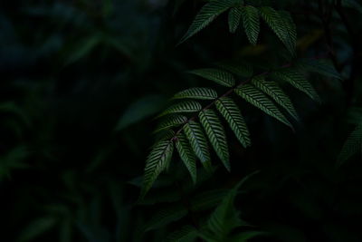 Close-up of fresh green leaves