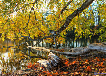 Scenic view of lake in forest during autumn