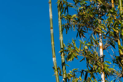 Low angle view of tree against blue sky