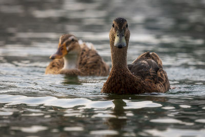 Ducks swimming in lake