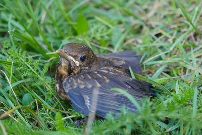 High angle view of bird on field