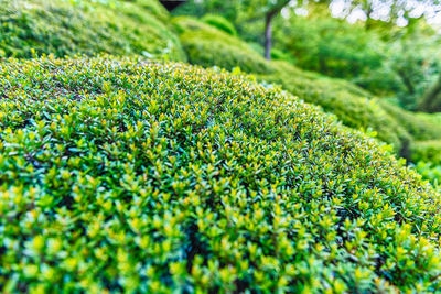Round ornamental bushes with green foliage, with a beautiful selective focus and bokeh effect. 