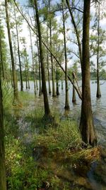 Scenic view of trees in forest