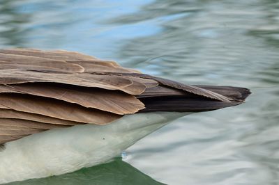 High angle view of bird on lake