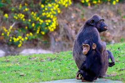 Chimpanzees on field