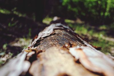 Close-up of wood on tree trunk