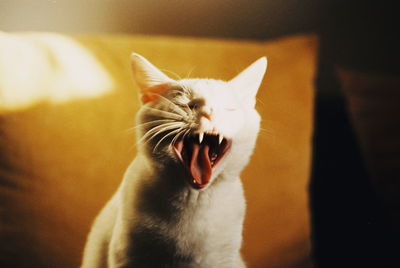 Close-up of cat yawning