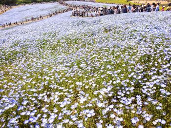 Scenic view of flower trees on field during winter