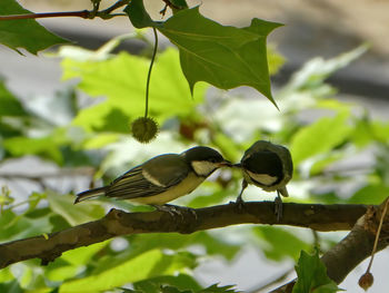 Bird perching on branch