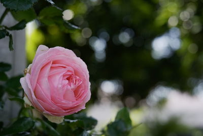 Close-up of pink rose