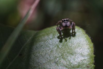 Close-up of insect on leaf