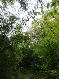 Low angle view of trees in forest