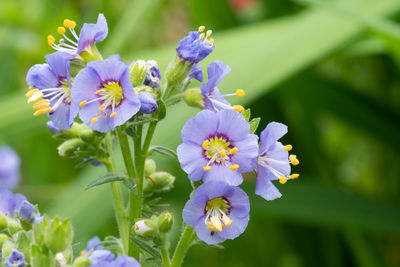 Northern jacobs ladder flowers in bloom