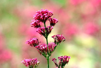 Close-up of pink flowering plant