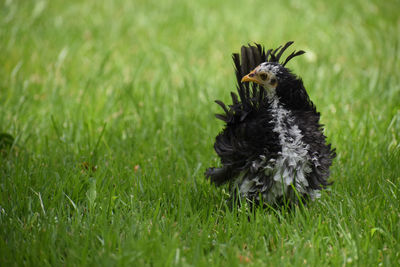 View of bird on grass