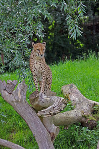 Giraffe sitting on tree