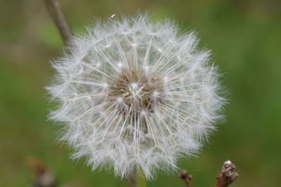 Close-up of dandelion