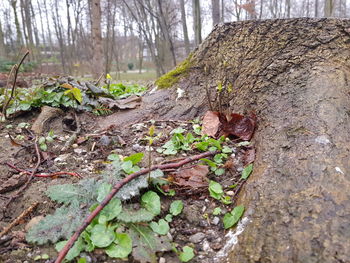 Plant growing on field