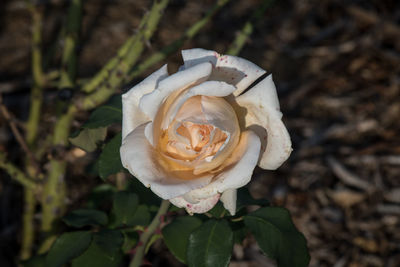 Close-up of rose blooming outdoors