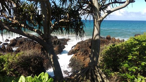 Palm trees at beach against sky