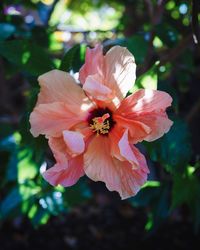 Close-up of pink hibiscus flower
