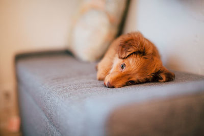 Close-up of puppy