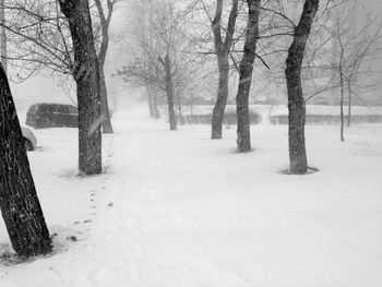 Bare trees on snow covered landscape