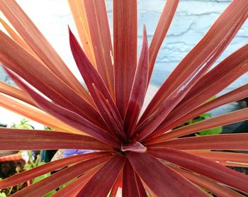 Close up of red leaves