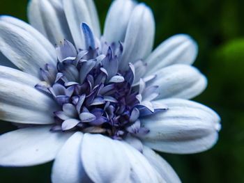 Close-up of flower blooming outdoors