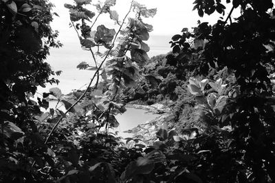 Low angle view of trees against sky