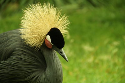 Close-up of grey crowned crane