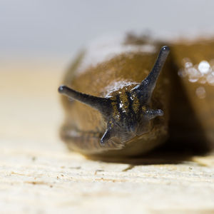 Extreme close-up of snail