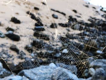 Close-up of spider on web