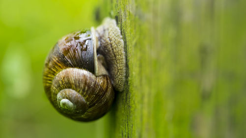 Close-up of snail on leaf