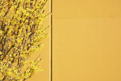 Close-up of yellow flowering plant against wall