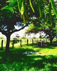 Trees on grassy field