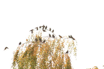 Low angle view of eagle perching on tree against clear sky