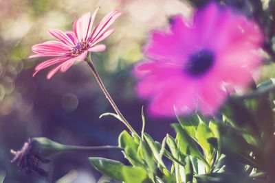 Close-up of flowers blooming outdoors