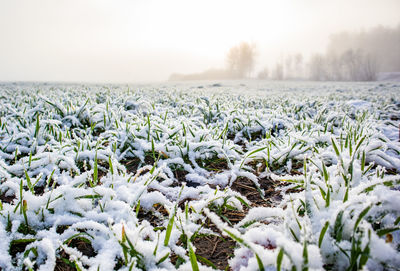 A beautiful winter scenery in the european countryside. first snow landscape. bright morning.