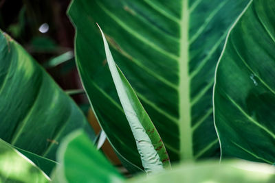 Close-up of fresh green leaves