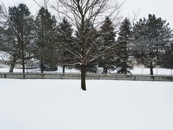 Trees on snow covered landscape against sky