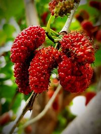 Close-up of strawberry growing on plant