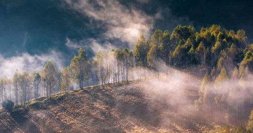 Panoramic view of forest against sky