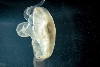 Close-up of jellyfish in sea