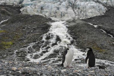 High angle view of penguins on rocks in sea