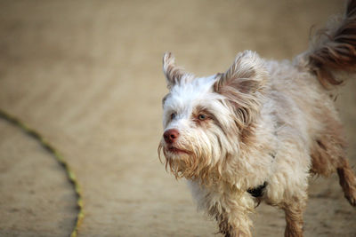 Dog standing outdoors