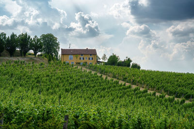 Scenic view of agricultural field against sky