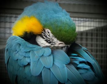 Close-up of parrot